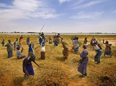 Sommet de l’alimentation :Qui peut nourrir l’Afrique ?