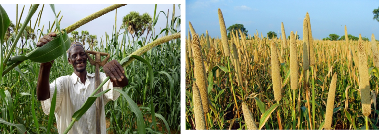 Niger : L’approvisionnement en intrants agricoles au cœur des besoins des producteurs !