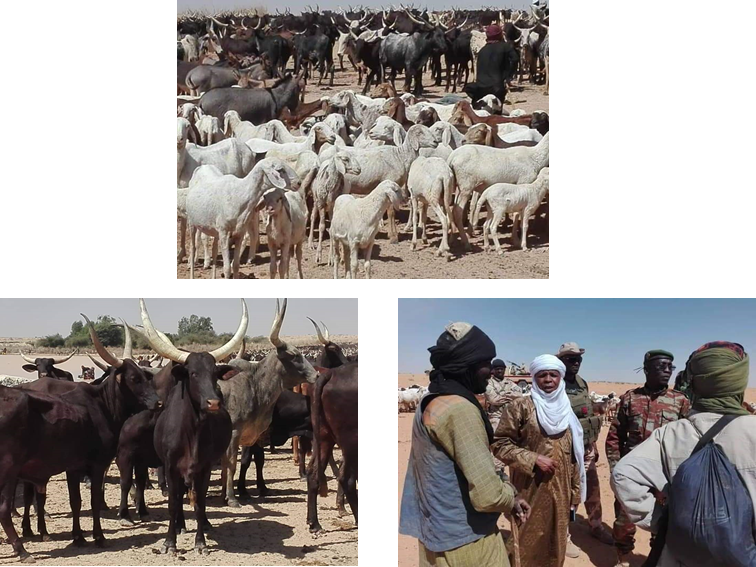 Niger : Après l’accord de paix de Banibangou, le retour des éleveurs !