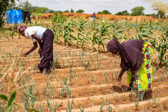 Le changement climatique : La réponse du Niger !