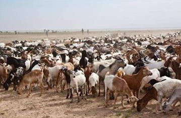 Sécurité : Du bétail volé récupéré à Maradi par les hommes de l’opération Faraoutar Bushiya !